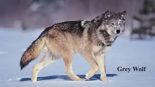 National Animals of European Countries