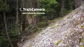 I Left My Trail Camera in the Woods for 3 Months &ndash; You Won&rsquo;t Believe What It Captured