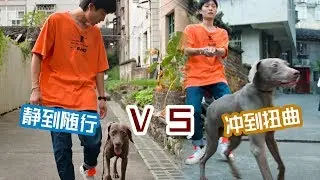 【问题狗狗大改造】 如何控制爆冲的狗？开头很重要 这期视频对一些家长帮助很大丨 how to train your dog