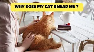 Why Does My Cat Knead Me? | Cats Knowhow