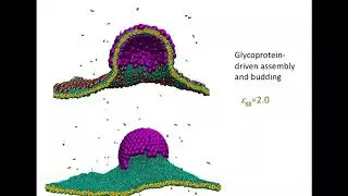 How to Control the Size of A Protein Shell