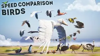 Speed ​​Comparison of the Fastest Birds on Earth