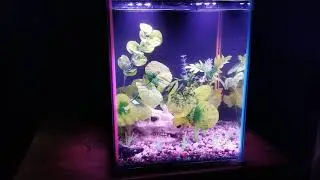 Top Fin Dazzle 8 initial thoughts and setup