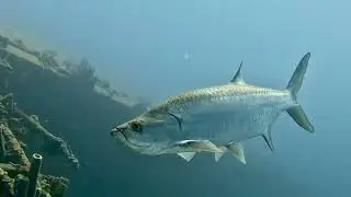 Descent to the Hilma Hooker Shipwreck