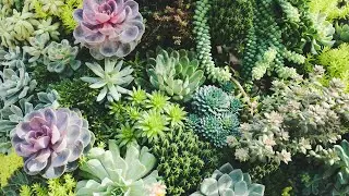 Les plantes succulentes