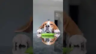 Beagles can be scary 😰 some time. #shorts #beagle #dog #funny #shortfeed