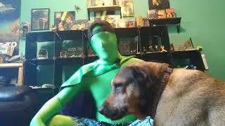 Benefits of CBD for Animals // Dog Treats Review // Tinctures for Cats
