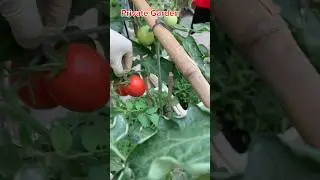 Trước thềm giao thừa 2025 #privategarden #gardening #garden