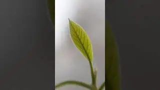 Avocado leaf growth🌿- Time Lapse Как растёт лист авокадо #avocado #shorts #nature 2 weeks in 15 sec
