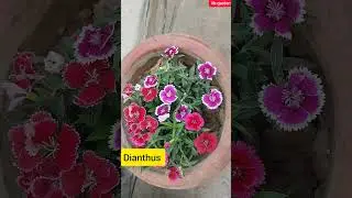 11+ Best winter flower plants | Names of winter flower plants #flower