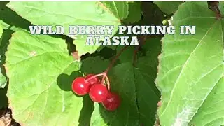 Picking Wild Berries in Alaska / Jingle Jellies