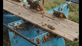 ЕС и селското стопанство: Ферма за охлюви