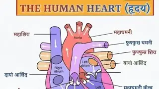 Human Heart Explanation Live | हृदय की संरचना व कार्य | Biology GK for SSC UPSC Railway | Live Class