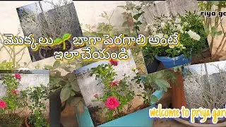 మొక్కలు పెరగాలి అంటే ఇలా చేయండి ‼️🌱🍃#flowergarden #gardening #gardenflowers #gardenplants #gardenpla