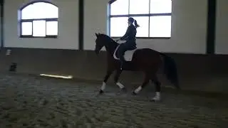 Bitless Dressage - My Way to Dressage - the mysterious flying change