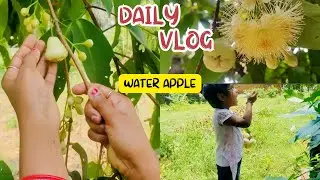 Water  Apple Plant | water Apple farming, Rose Apple, Bell Fruit#waterapple #nature