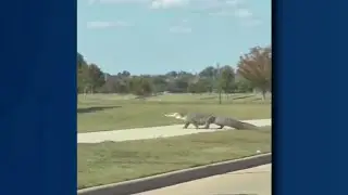 Massive alligator spotted crossing street in Houston-area neighborhood!