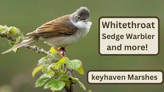 Warblers, Chats and more at Keyhaven Nature Reserve