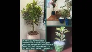 Qual o melhor tipo de vaso?