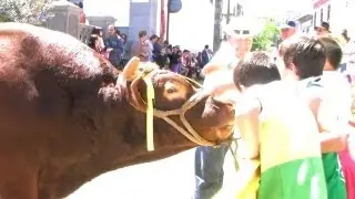 Vacas y toros premiados, Feria de Ganado San Mateo 2013