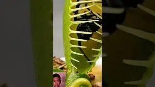 Tree Eating Spider | #shorts #ytshorts #viralshorts #shortsviral #trending #tree #spider #viral