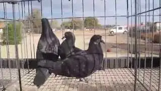 Donation Bird and family for Roller world online auction 2014