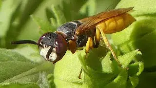 A Hunting Beewolf Catches a Honey Bee!