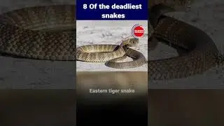 8 Of the deadliest snakes || Radon Entertainment