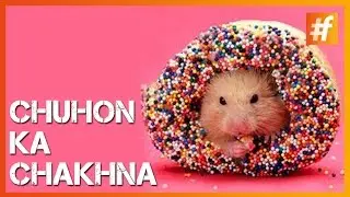 Rats Inside Donuts | Prankly Speaking