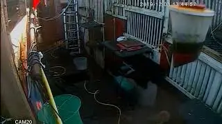 Me filming the aviaries to show how clean they are and the council arrive  Environmental hea
