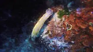 Variable Sternschnecke - Dorid Nudibranch Sea Slug (Felimare picta)