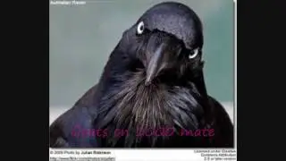 How to roast a raven to ashes