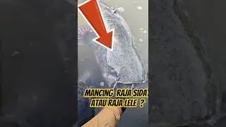 Mancing ikan sidat. kali ini dapat Rajanya