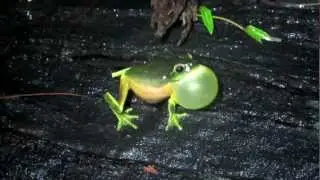 Happy Dainty Green Tree Frog, After The Rain