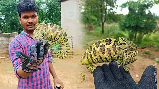 Chameleon Lizard colour change Lizard