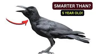 Crow Logic Secrets: How Their Problem Solving Inspires AI.