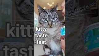 [kitty taste test] purina one turkey pat&eacute; wet cat food