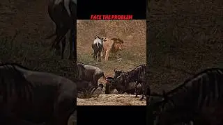 Wildebeest Faces the Lion-Courage Beats Fear! #trending #animals #wildlife #youtubeshorts #lion