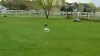 Dog balancing a basketball and running w/it