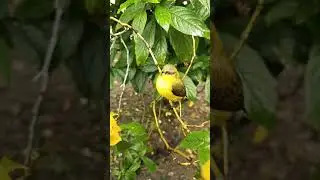 The Smallest bird in the Philippines (Tamsi)