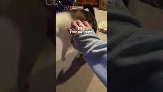 Rating things my cat bites 😛😊 #silly #cat #cute #shorts #biting