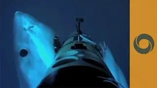 Shark Attacks! - Not So Easy to Eat This Robot