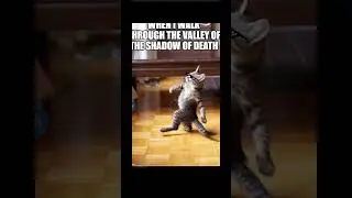 now i would walk 500 miles #catmemes