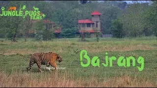 Big Male Tiger - Bajrang Walking Close To Gypsys at Moharli Buffer Tadoba National Park Chandrapur