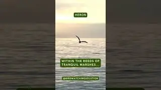 Heron Quotes | Birding | Birdwatchingsolution | #birdwatching #birding #birdwatchingtips