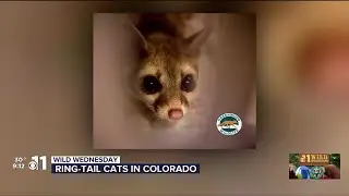 WILD WEDNESDAY: Ring-tail cats in Colorado, bald eagle surveys and cross-country skiing