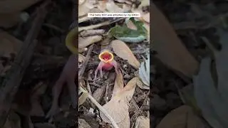 Friendship story between a kitten and baby bird!🐤😺 #wholesome #usa #ytshorts #fypシ゚viral