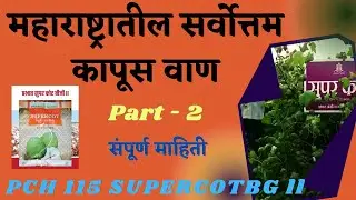 Supercot PCH 115 BT-2 ~ सर्वोत्तम कापूस वाण 🔴 प्रभात सिड्सचे सुपरकॉट 115 &bull; Prabhat seed supercot 115