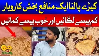 Insects Farming Business | Invest Less Earn More | G Utha Pakistan with Nusrat Haris