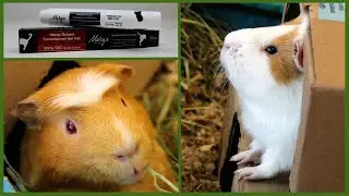 Guinea pigs try CBD